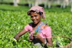 Woman picking tea Assam