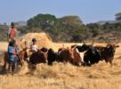 Ethiopia cows are threshing the corn