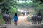 Laos early morning transport