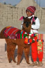 Bolivia Inca boy with lama