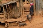 Laos woman is taking care of the pigs