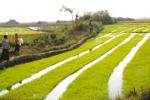 Laos rice fields