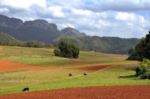 Cuba tabacco fields in the Viňales valley