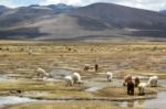 Bolivia alpacca on Alti Plano