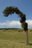 Costa Rica tree bends like the wind blows